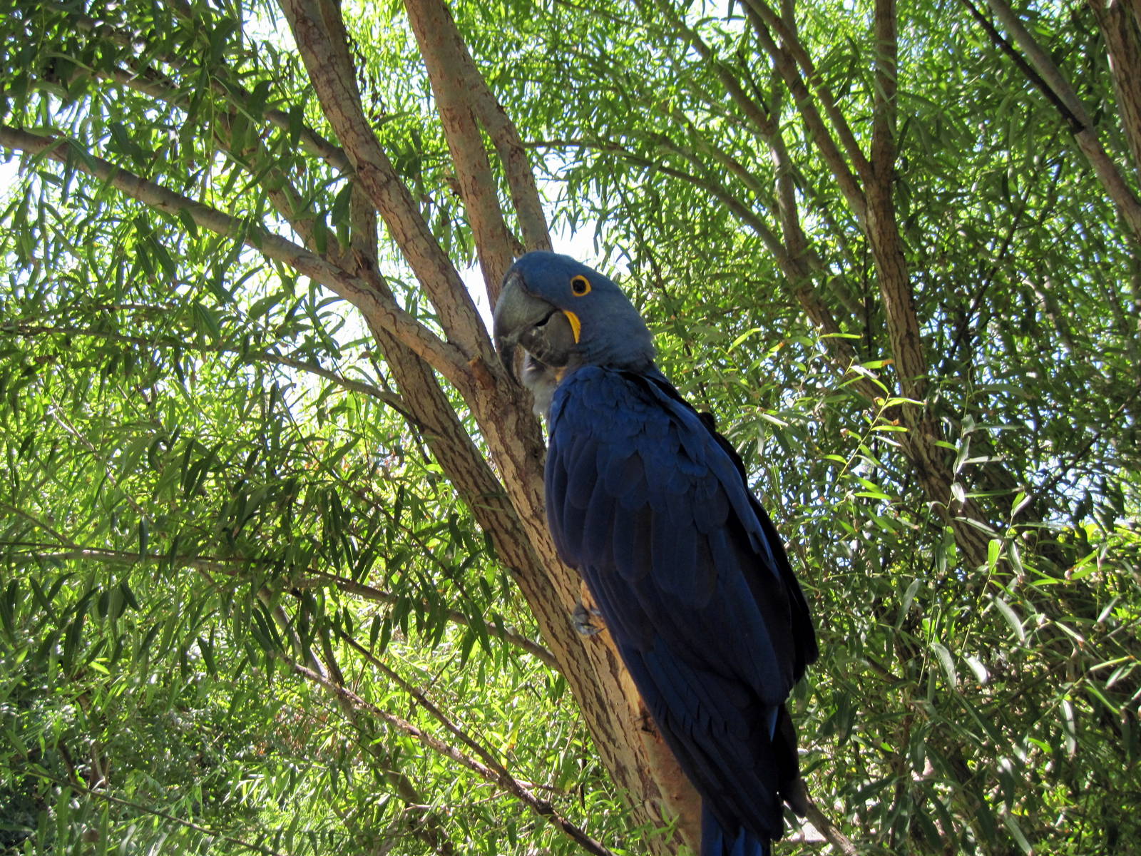 South America-Hyacinth Macaw