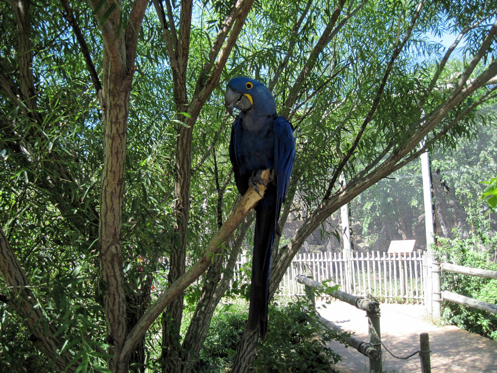 South America-Hyacinth Macaw