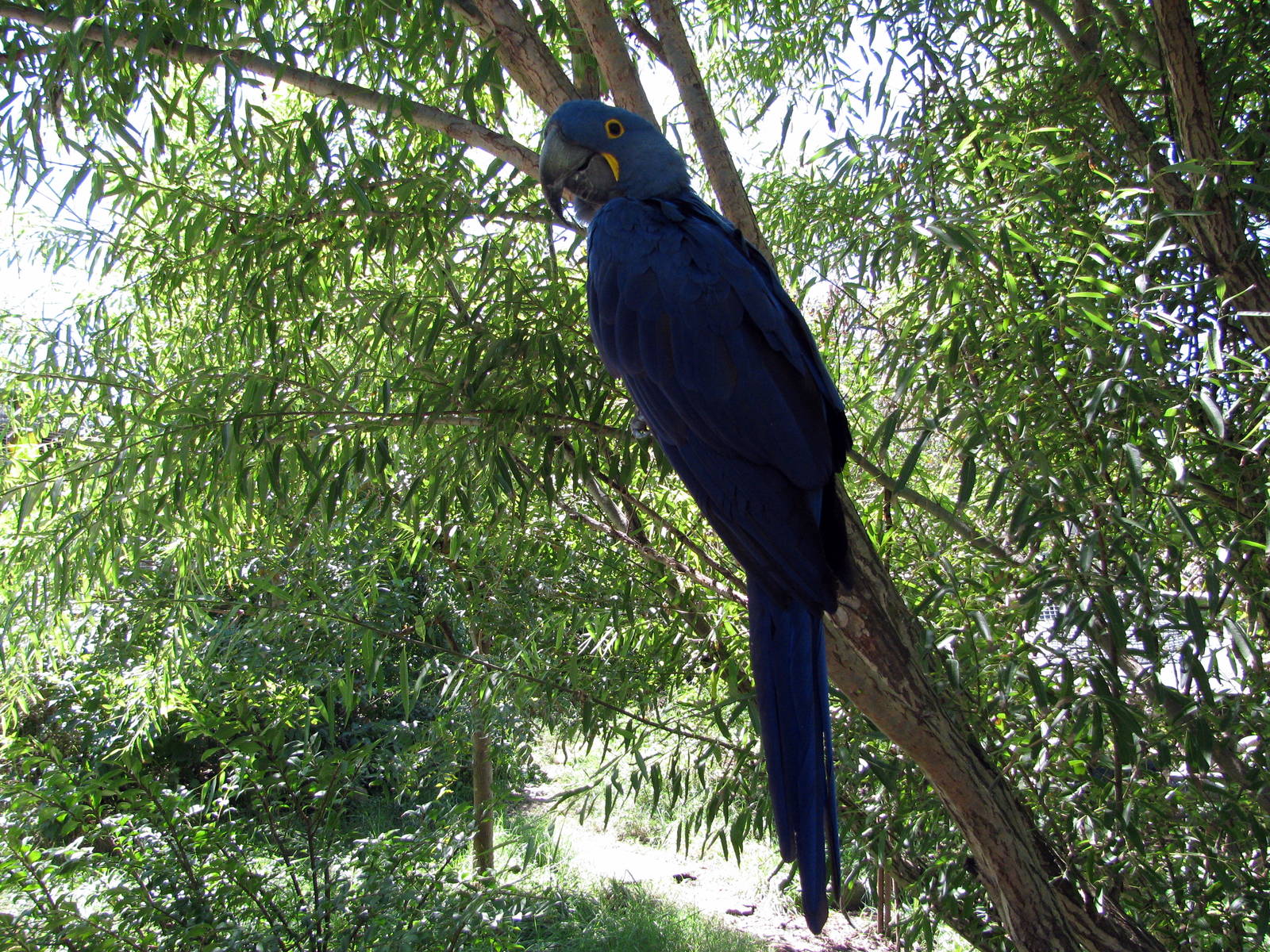 South America-Hyacinth Macaw