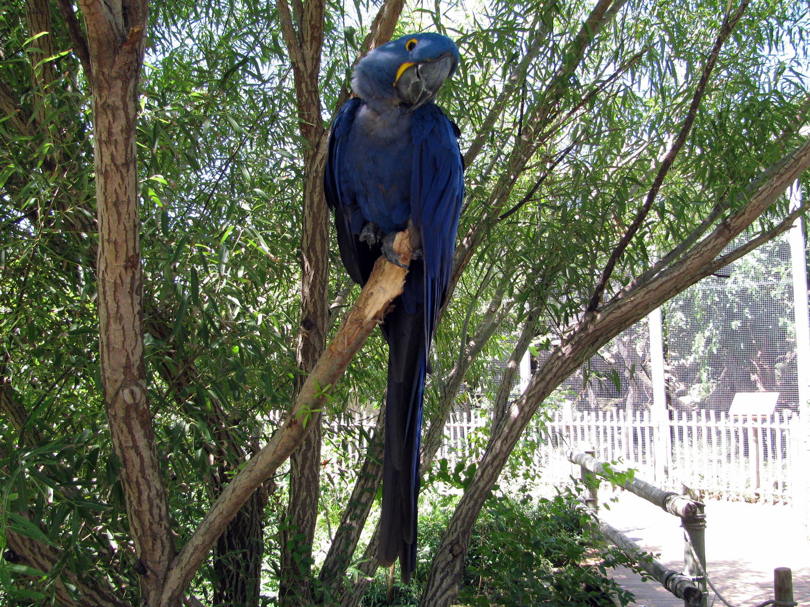 South America-Hyacinth Macaw