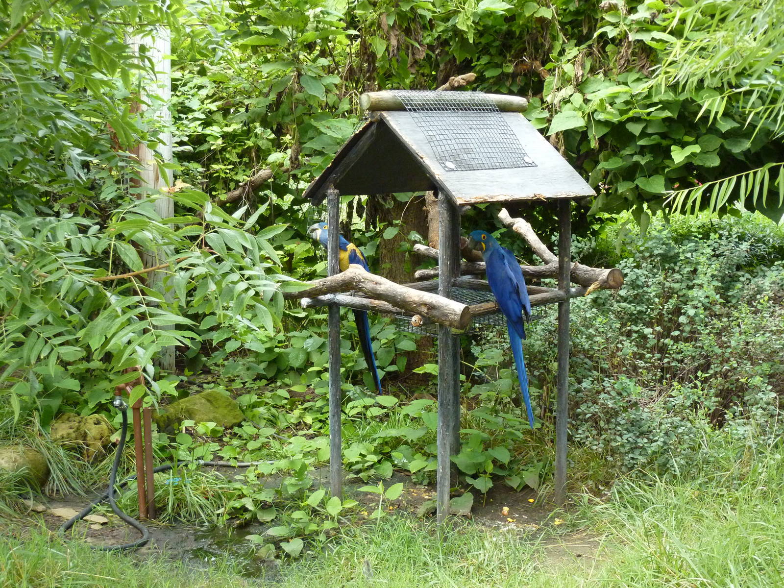 South America -Hyacinth Macaws