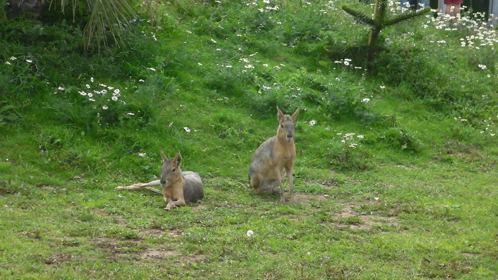 South America Iviva - 19.08.2011