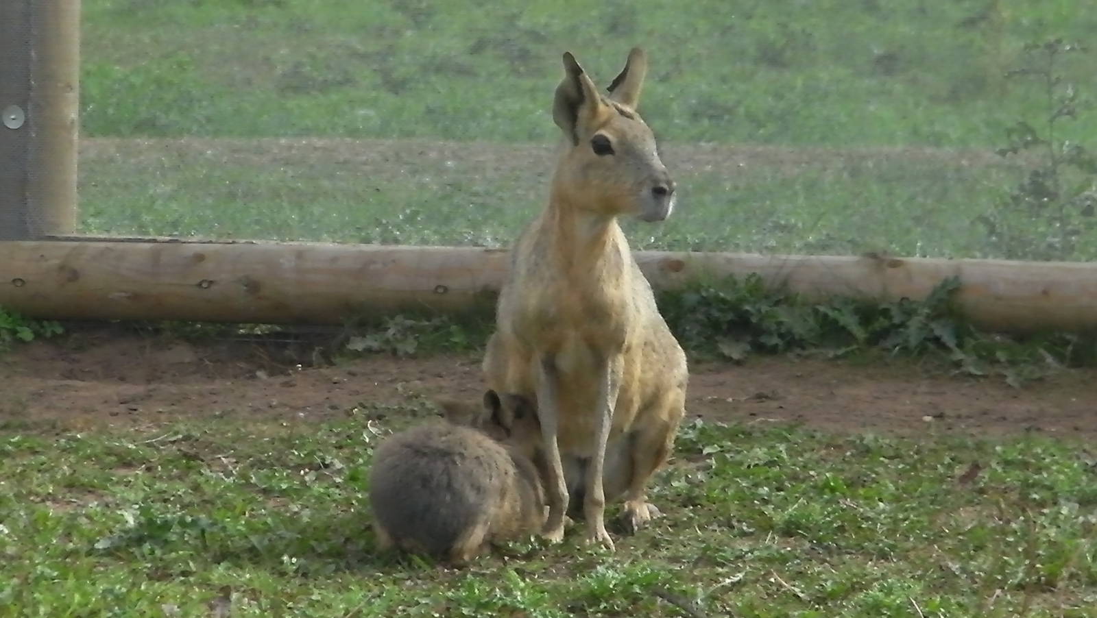 South America Iviva - 19.08.2011