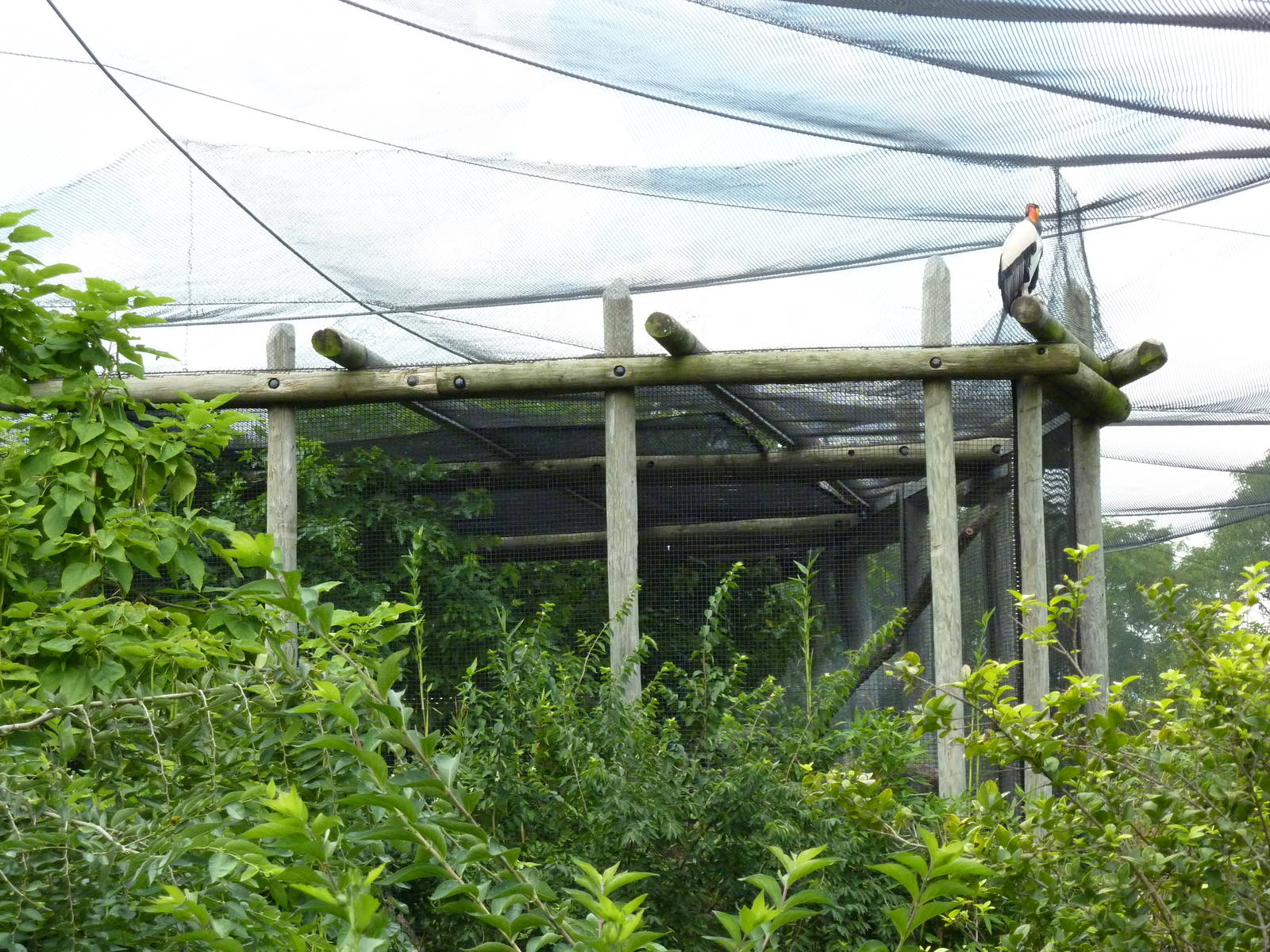 South America - Jaguar Exhibit + King Vulture