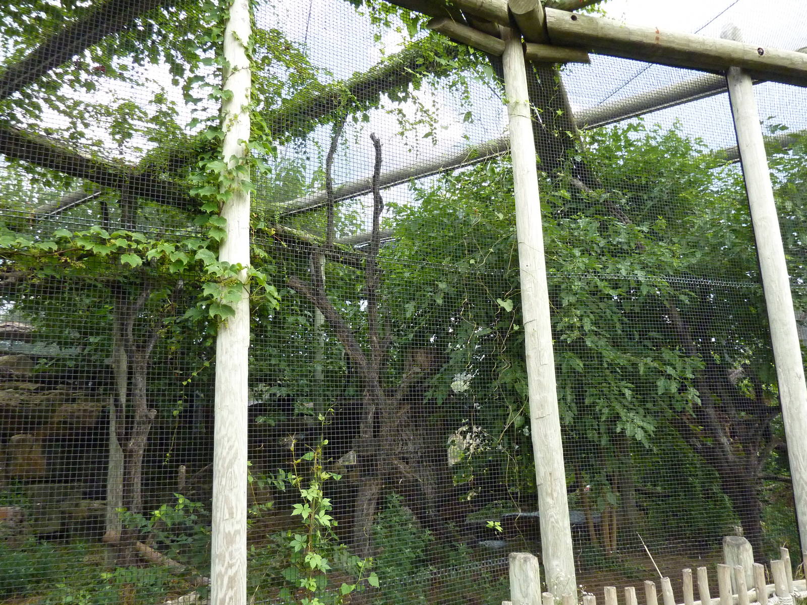 South America - Jaguar Exhibit