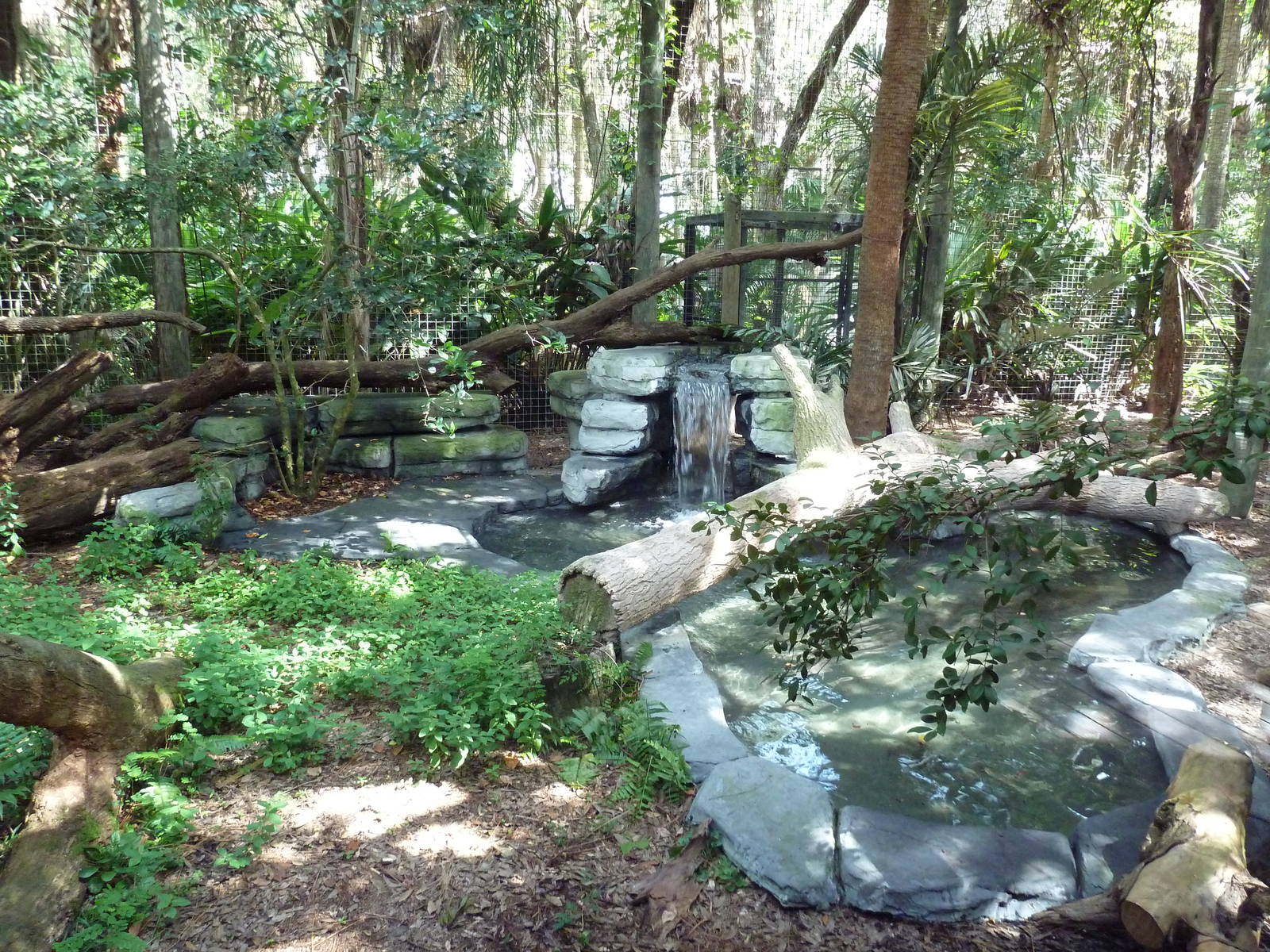 South America - Jaguar Exhibit