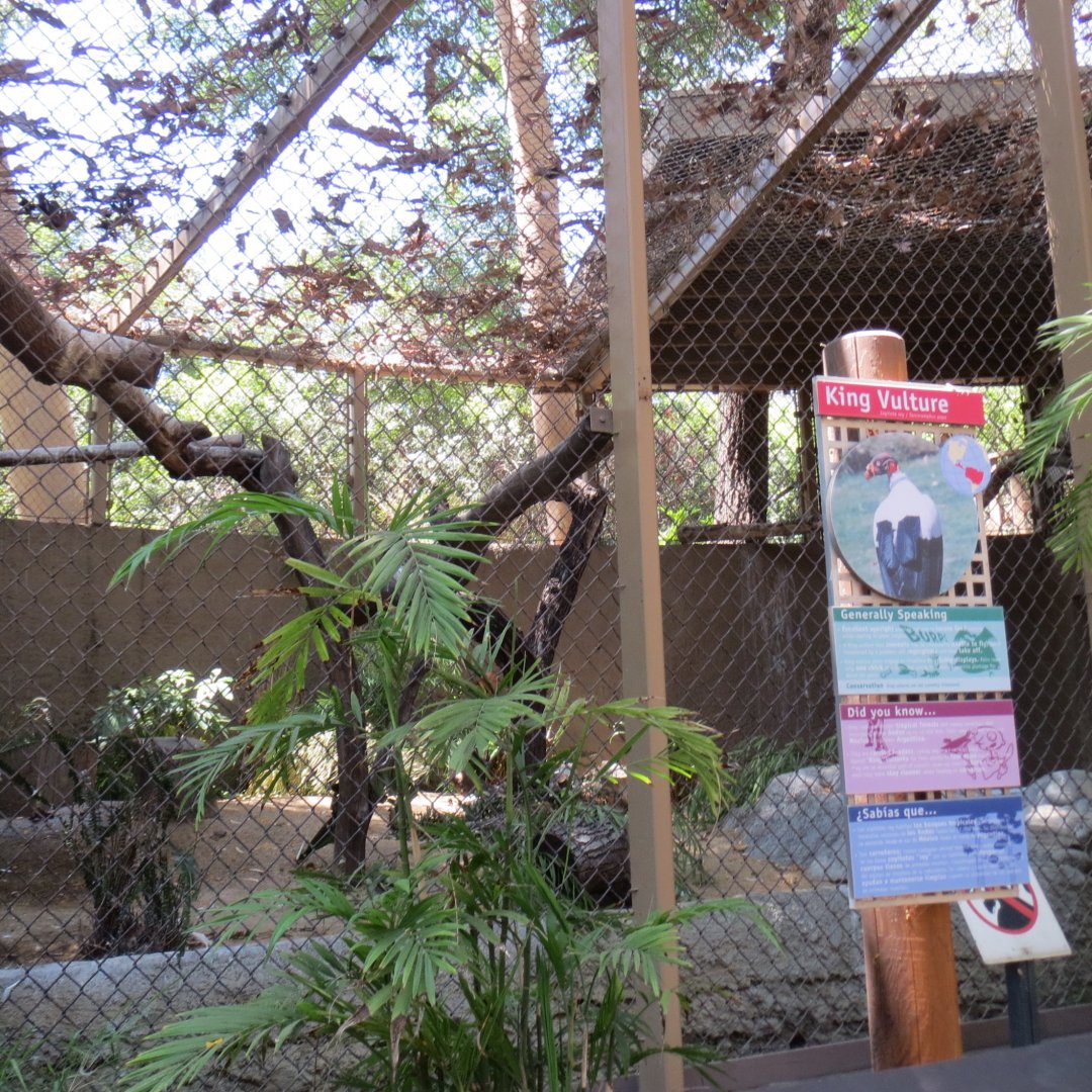 South America - King Vulture Exhibit