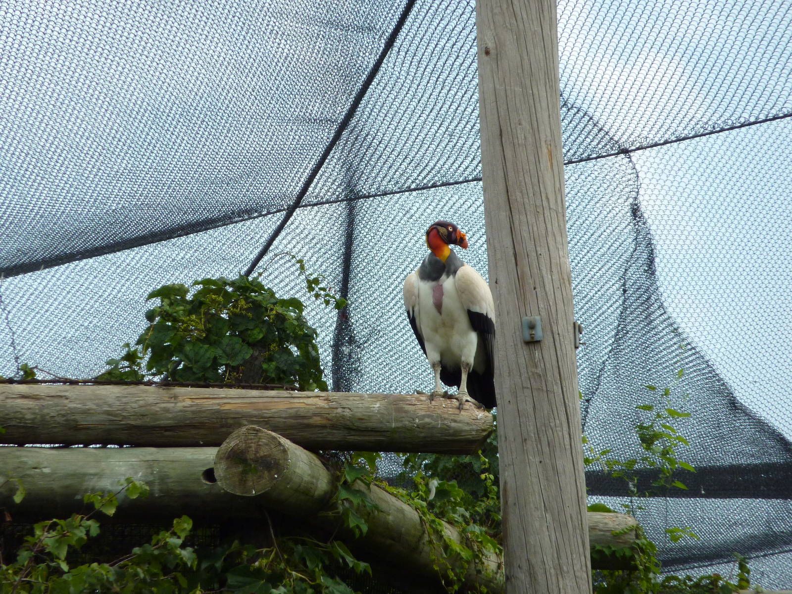 South America - King Vulture