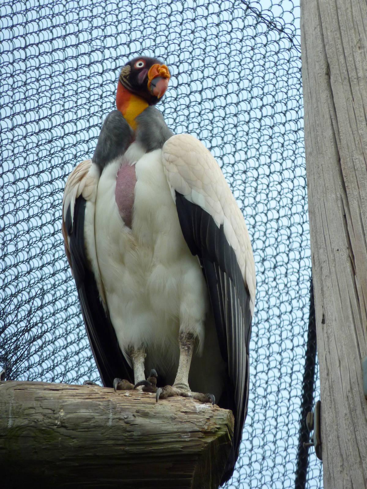 South America - King Vulture