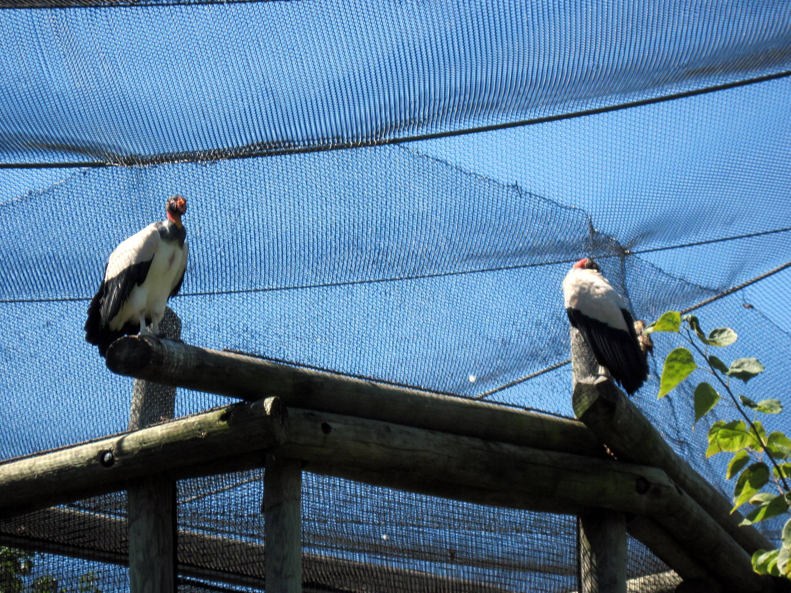 South America-King Vultures