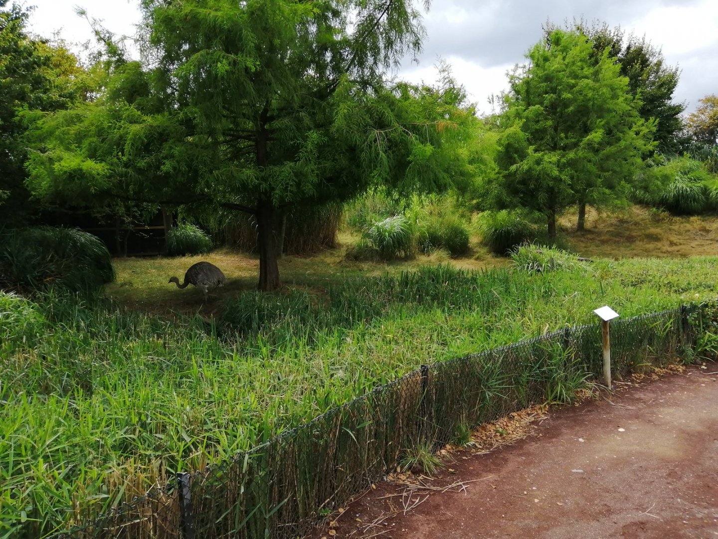 South America - Lesser Rhea exhibit