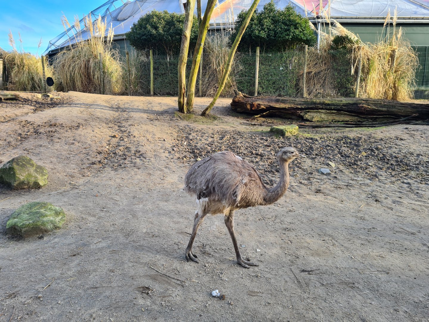 South America - Lesser rhea