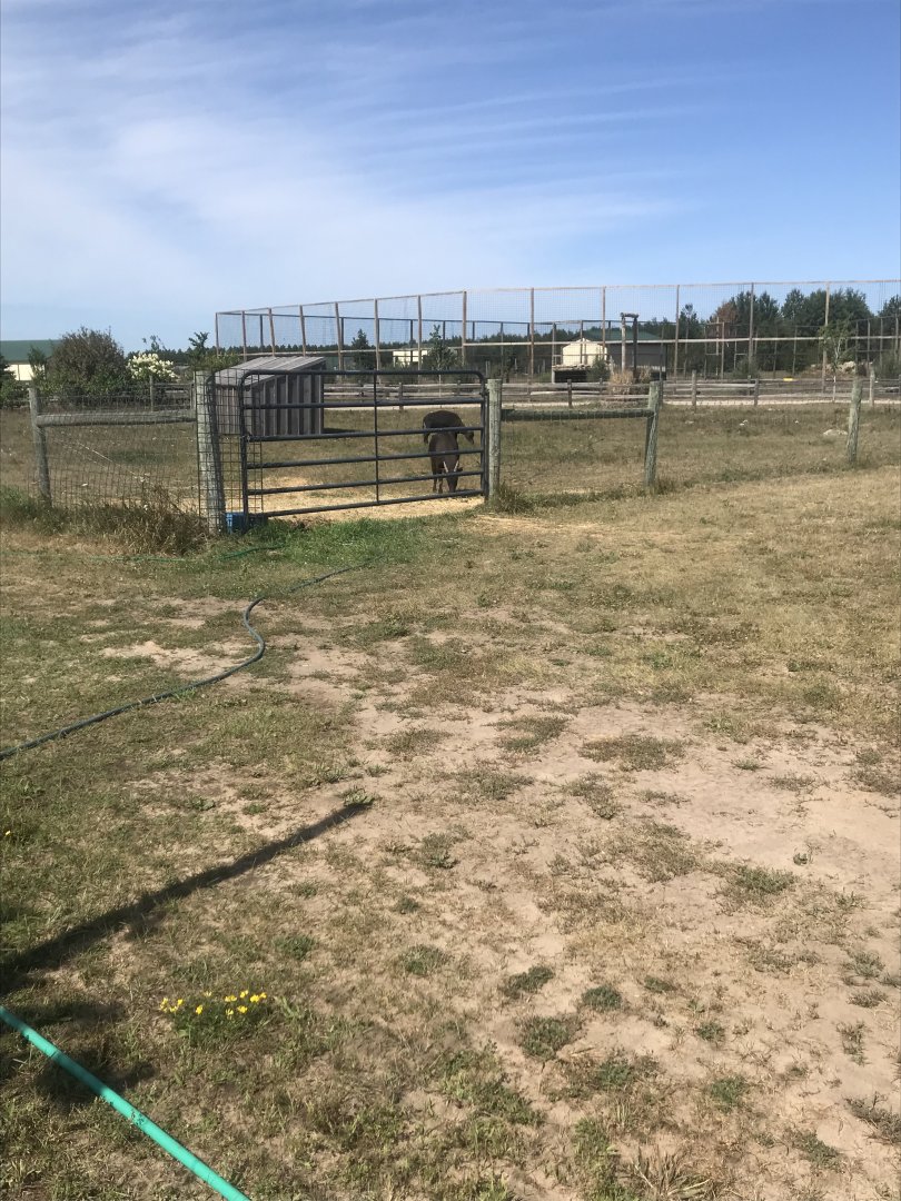“South America”-lowland anoa exhibit