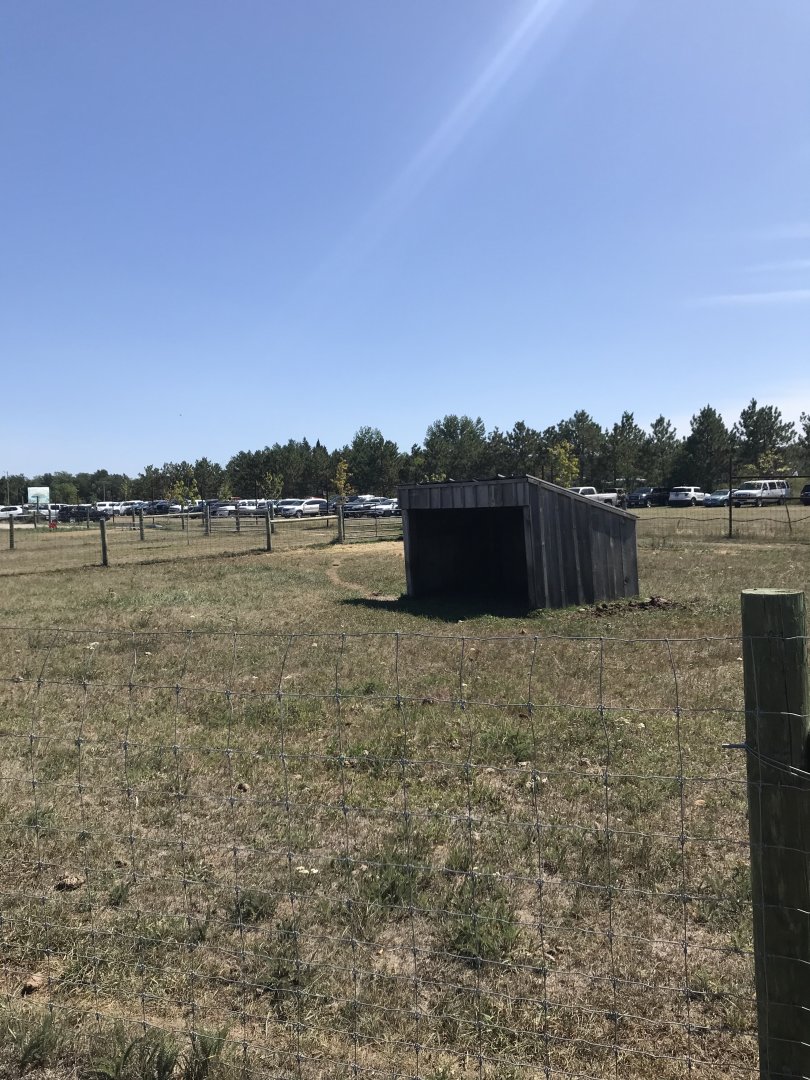 “South America”- lowland anoa exhibit