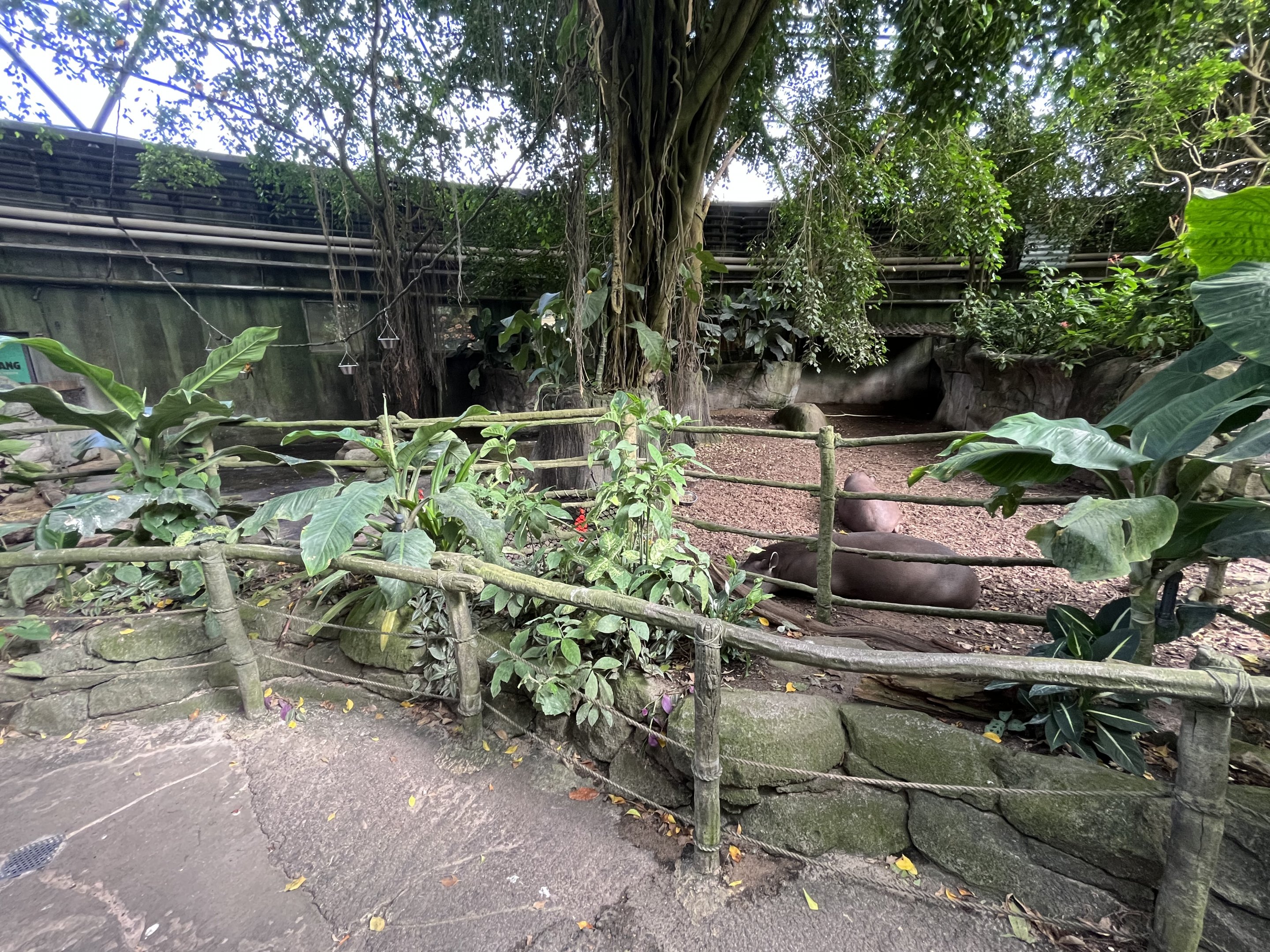 South America - Lowland Tapir Exhibit