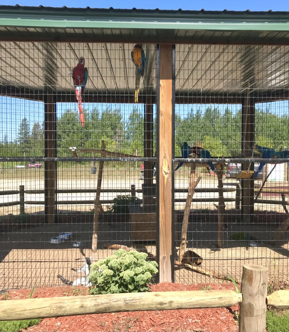 “South America” macaw/lemur exhibit