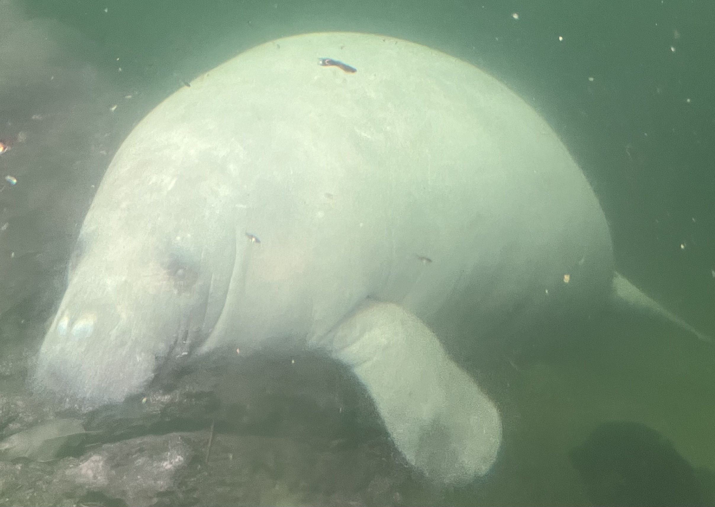 South America - Manatee