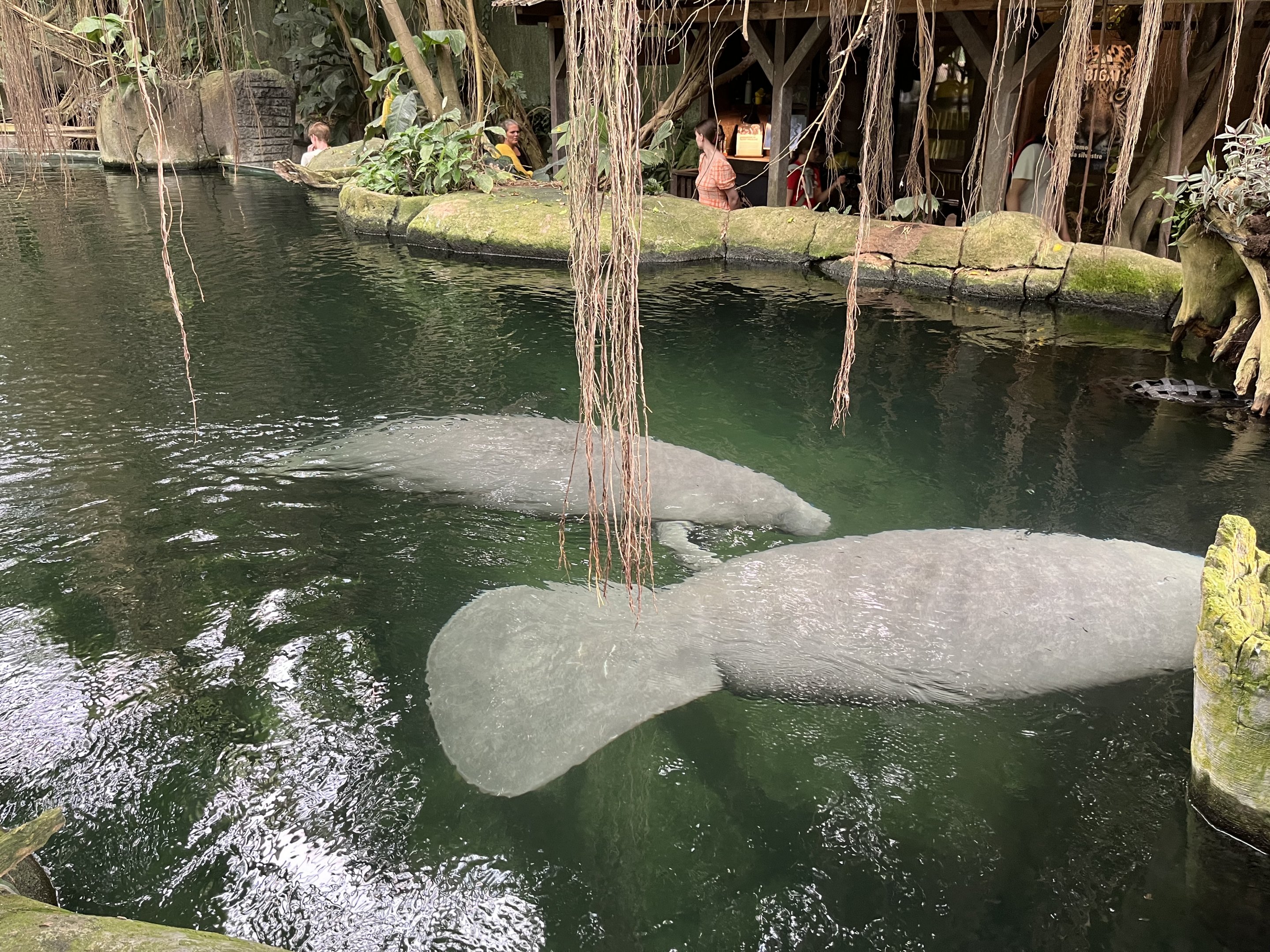 South America - Manatees