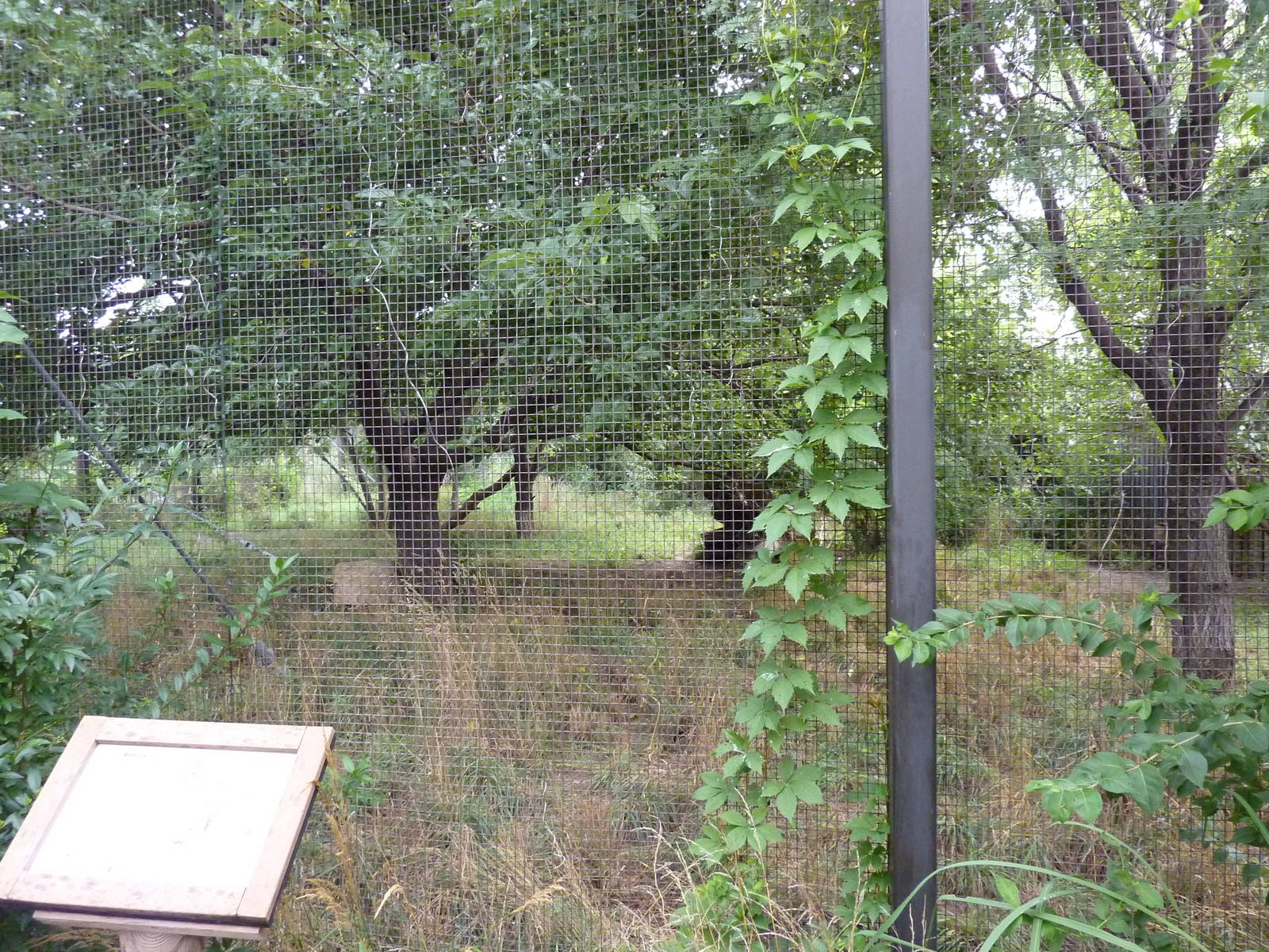 South America - Maned Wolf Exhibit