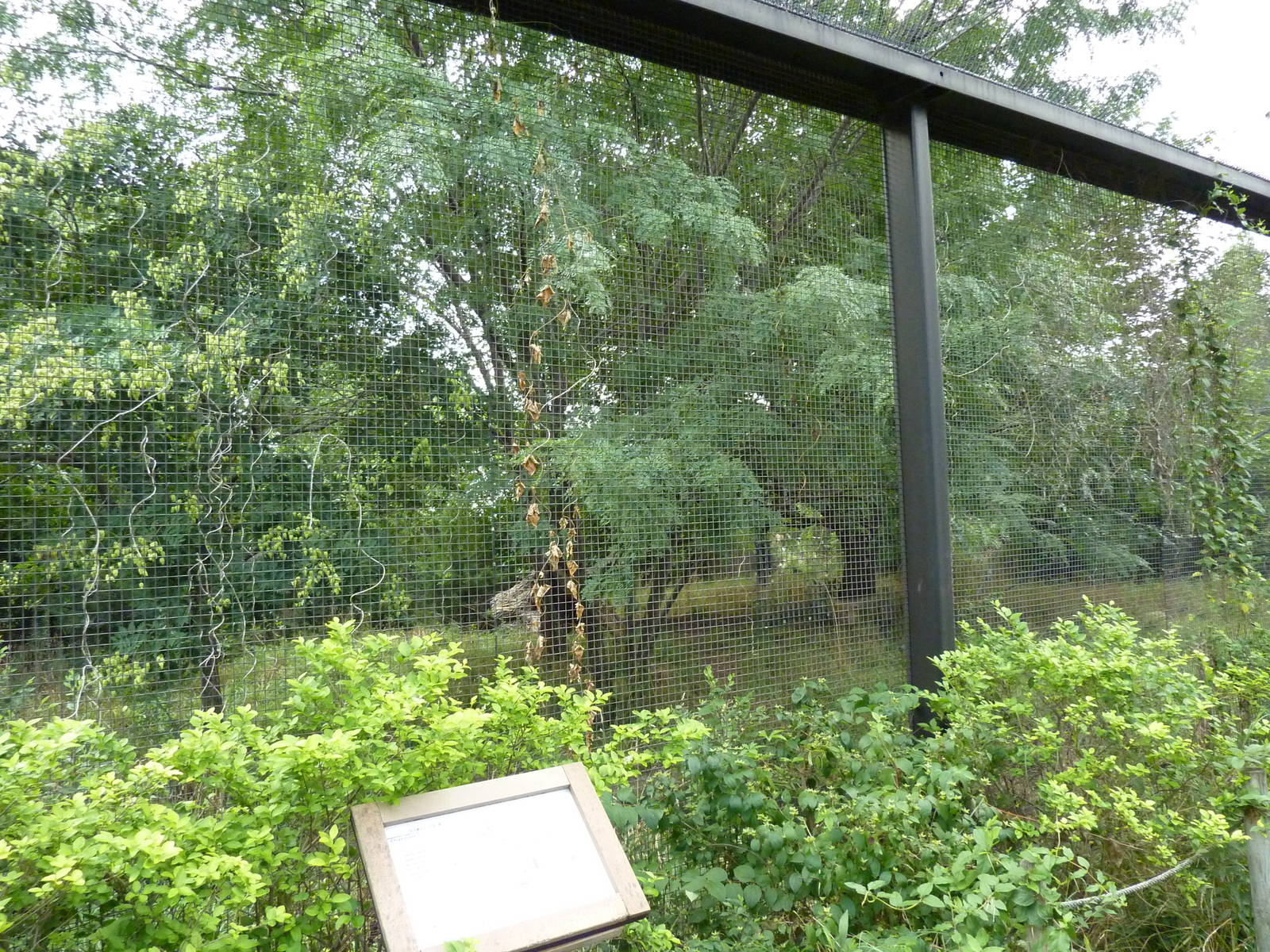 South America - Maned Wolf Exhibit