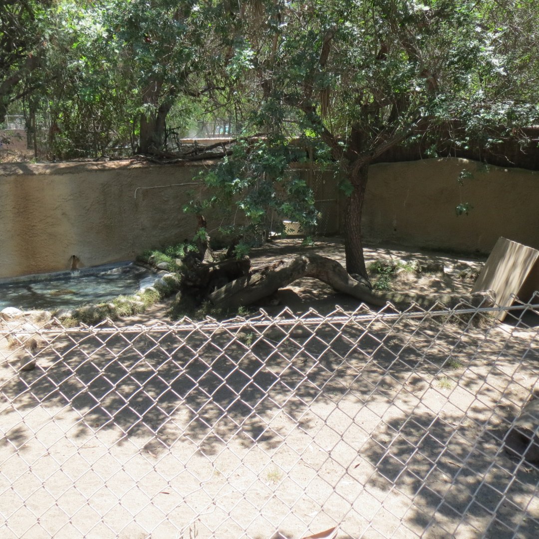 South America - Maned Wolf Exhibit