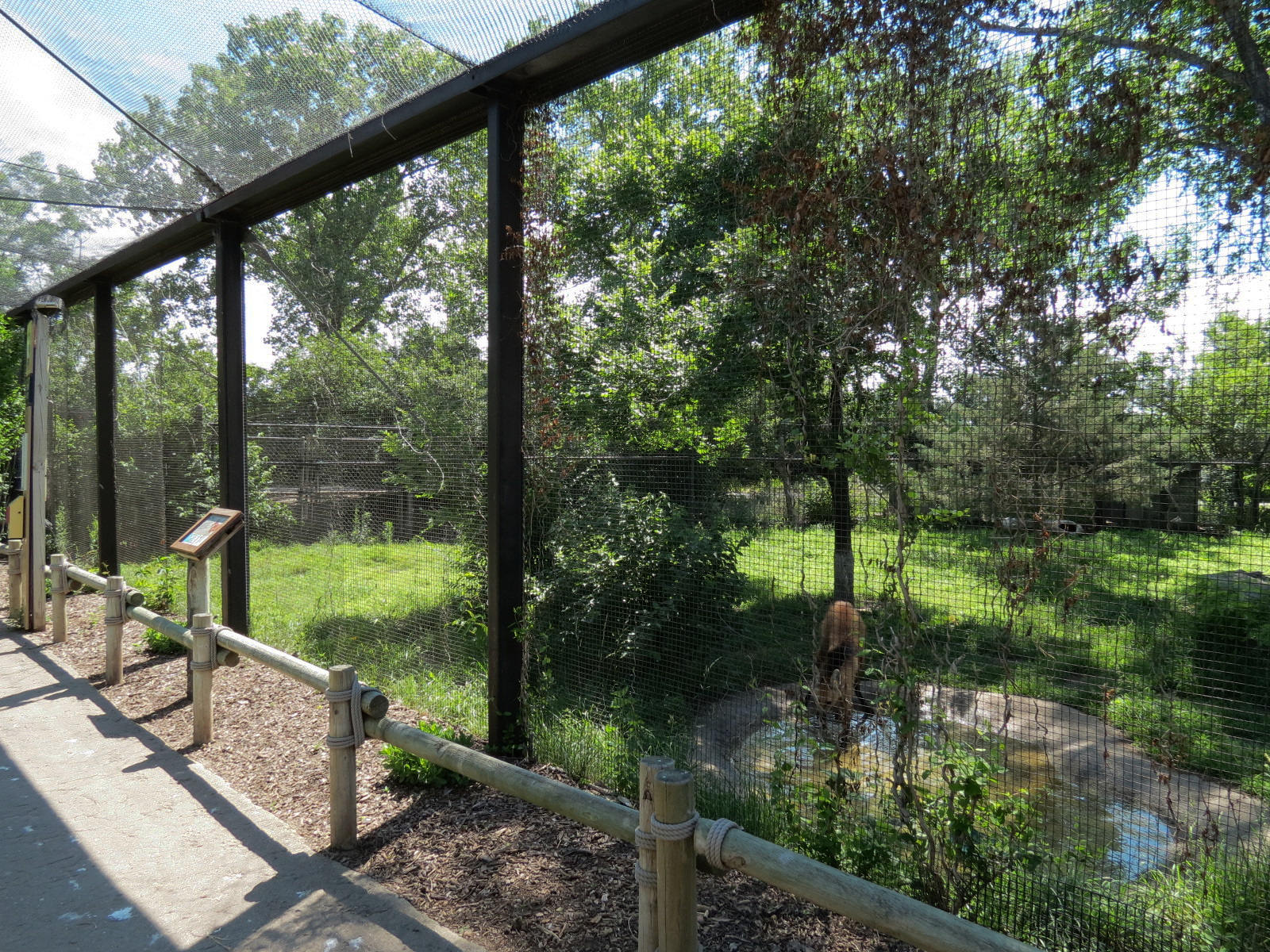 South America - Maned Wolf Exhibit