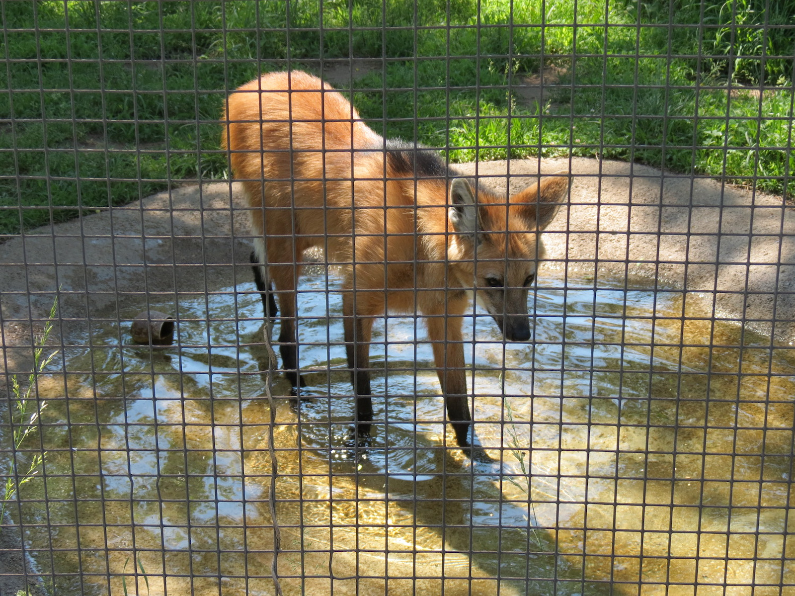 South America - Maned Wolf Exhibit