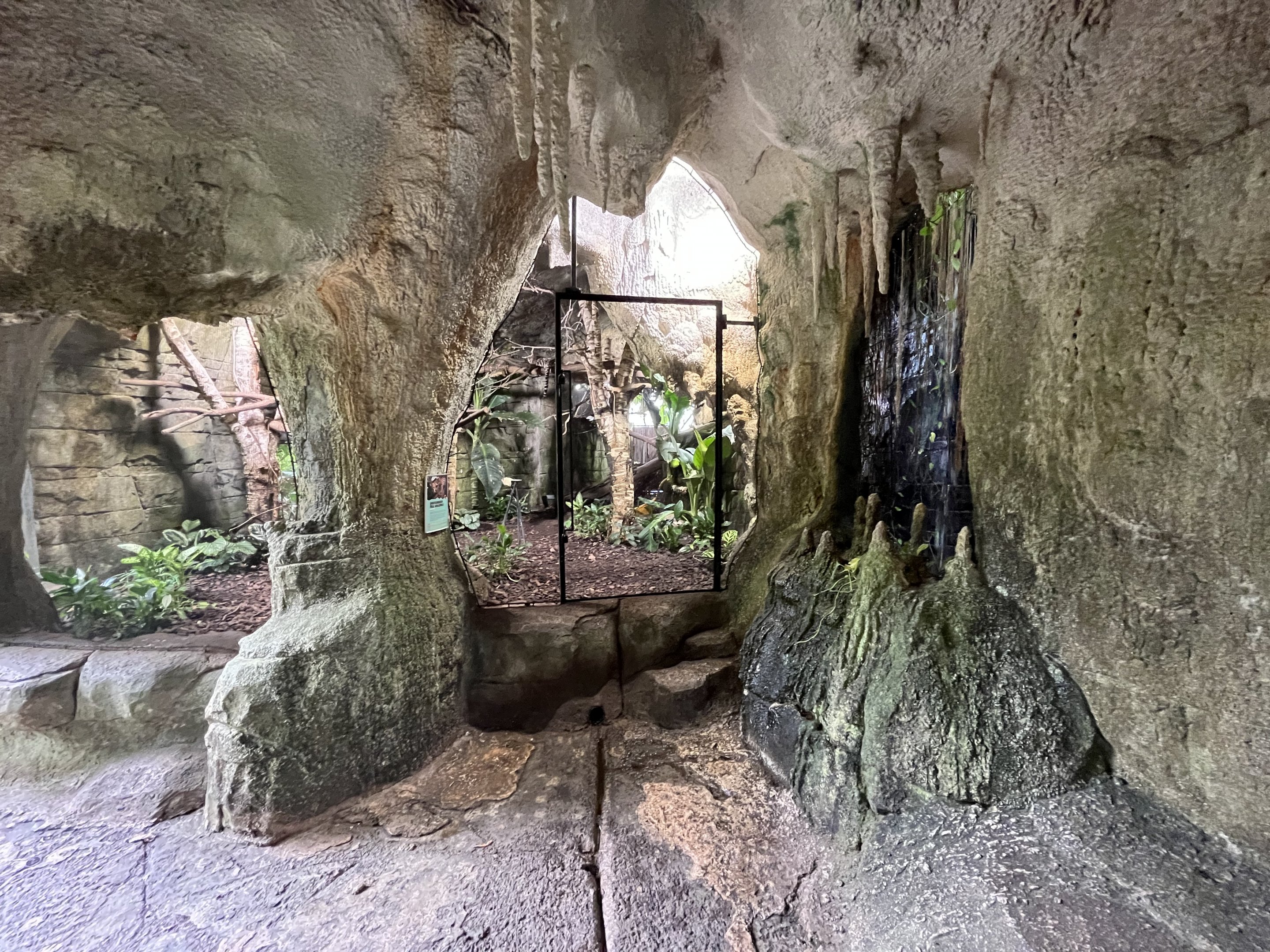 South America - Margay Exhibit
