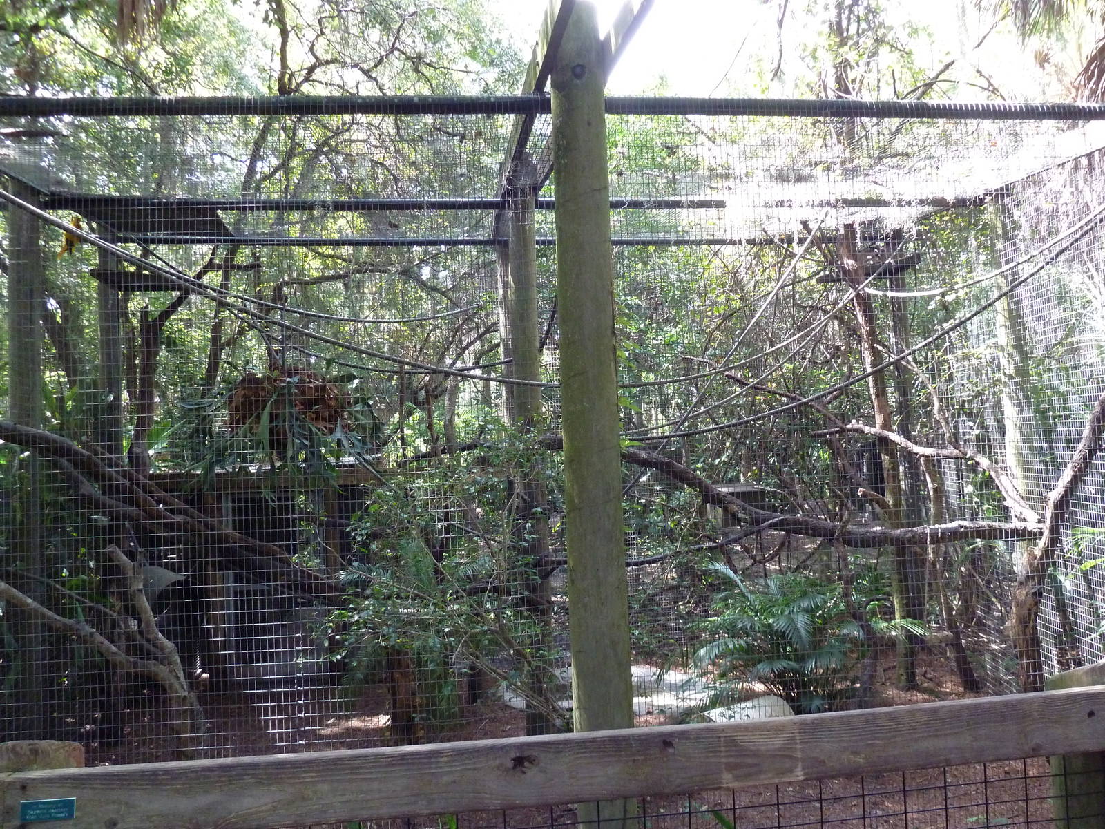 South America - Mixed-Species Exhibit (4 Species)