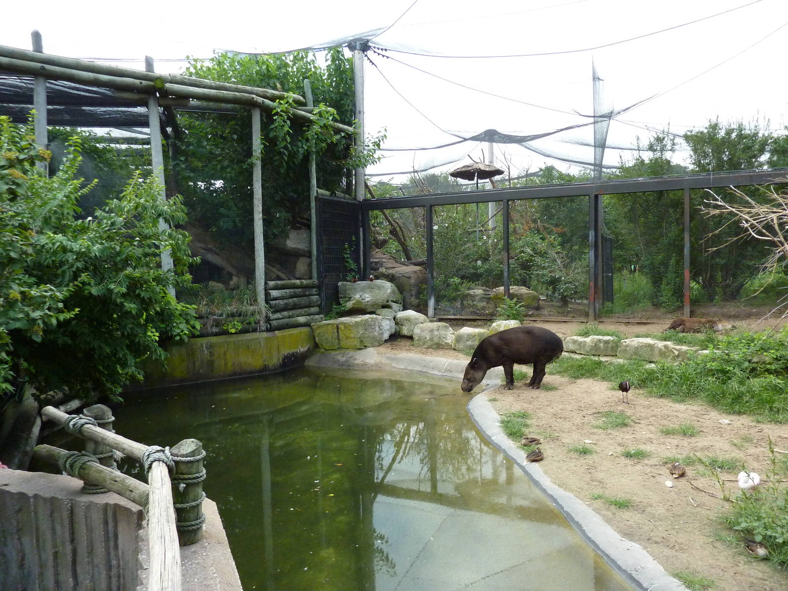 South America - Mixed-Species Exhibit + Jaguar Exhibit
