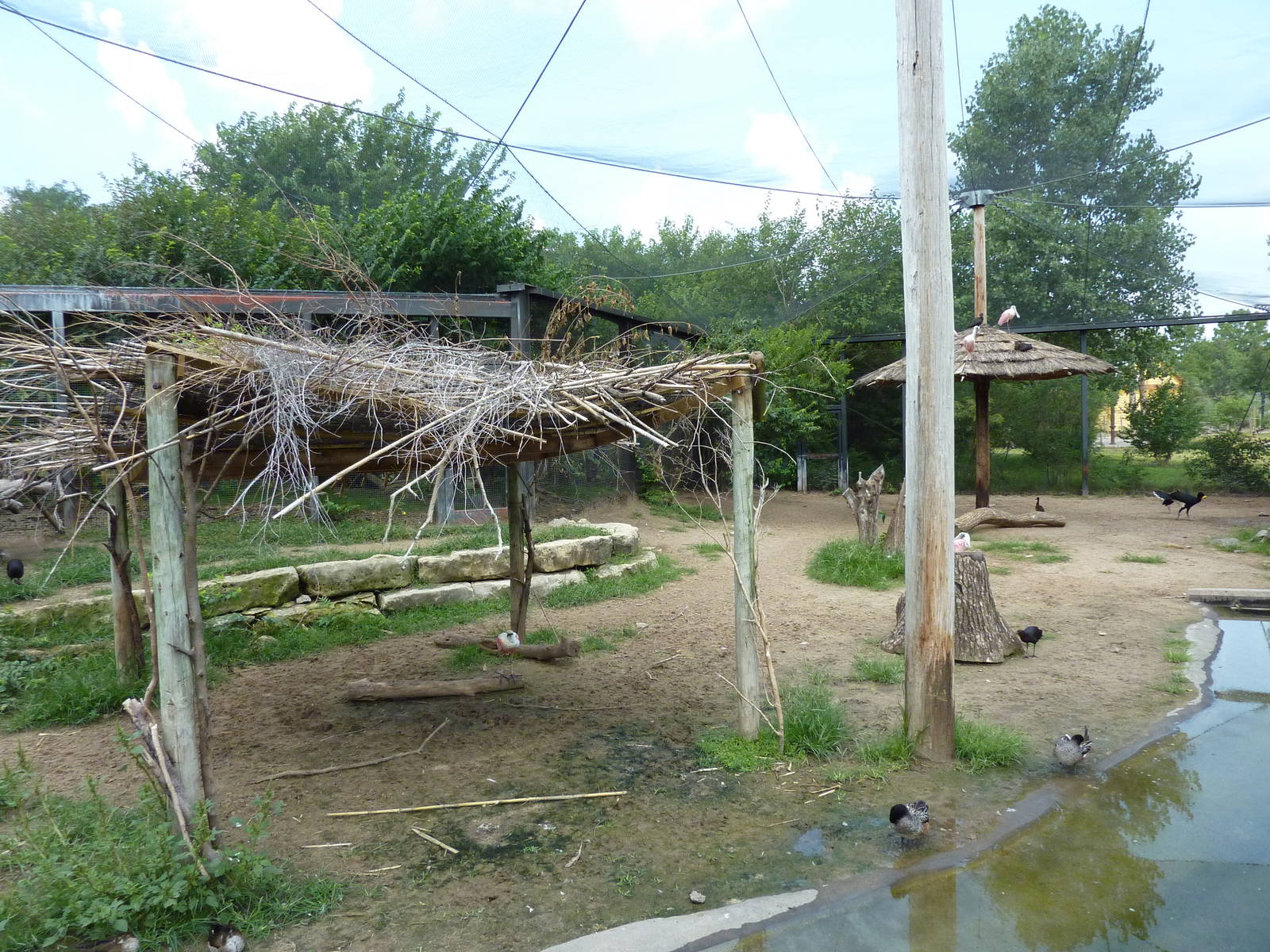South America - Mixed-Species Exhibit