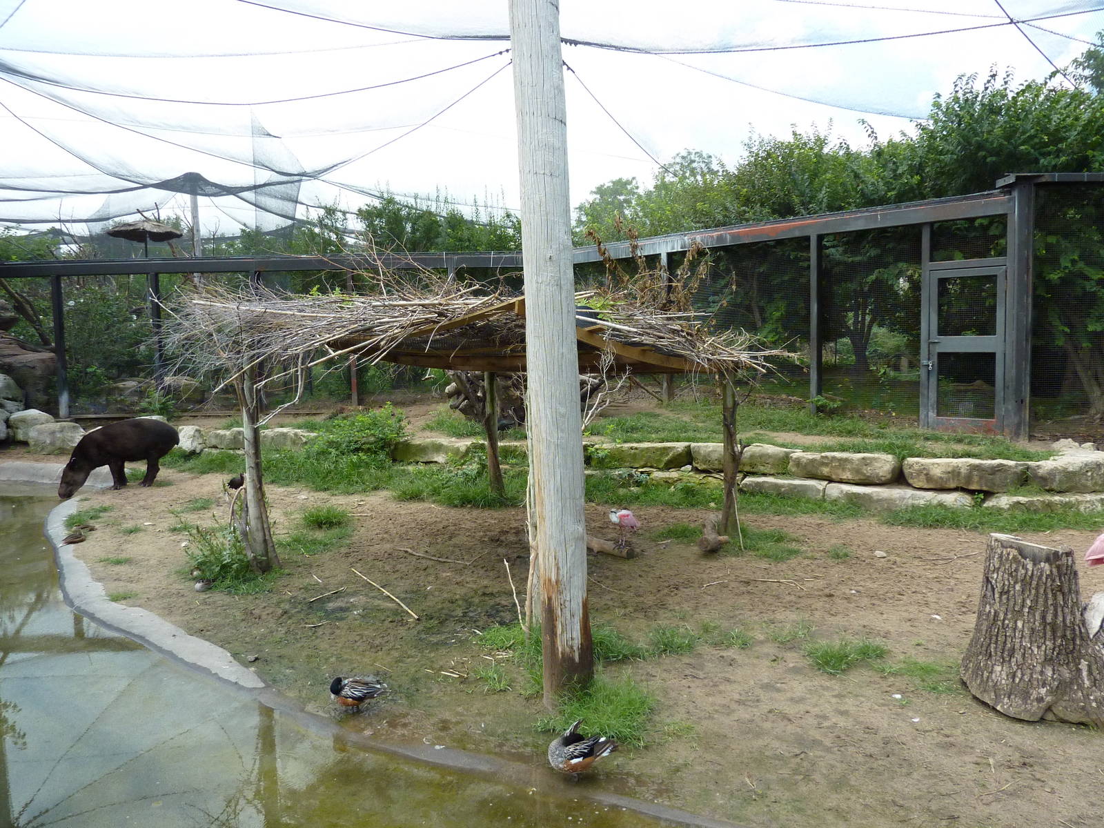 South America - Mixed-Species Exhibit