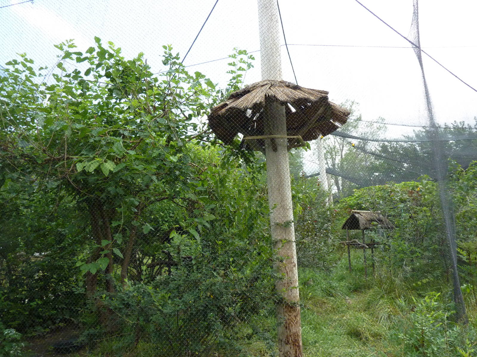 South America - Mixed-Species Parrot Aviary