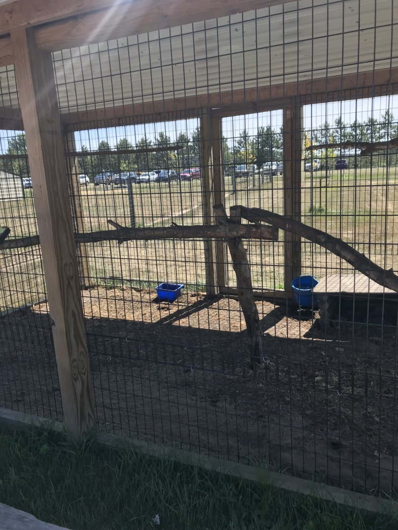 “South America”- “mountain” coati exhibit