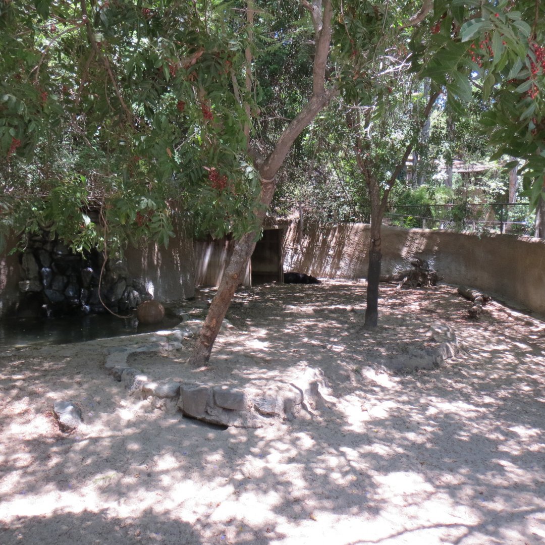 South America - Mountain Tapir Exhibit