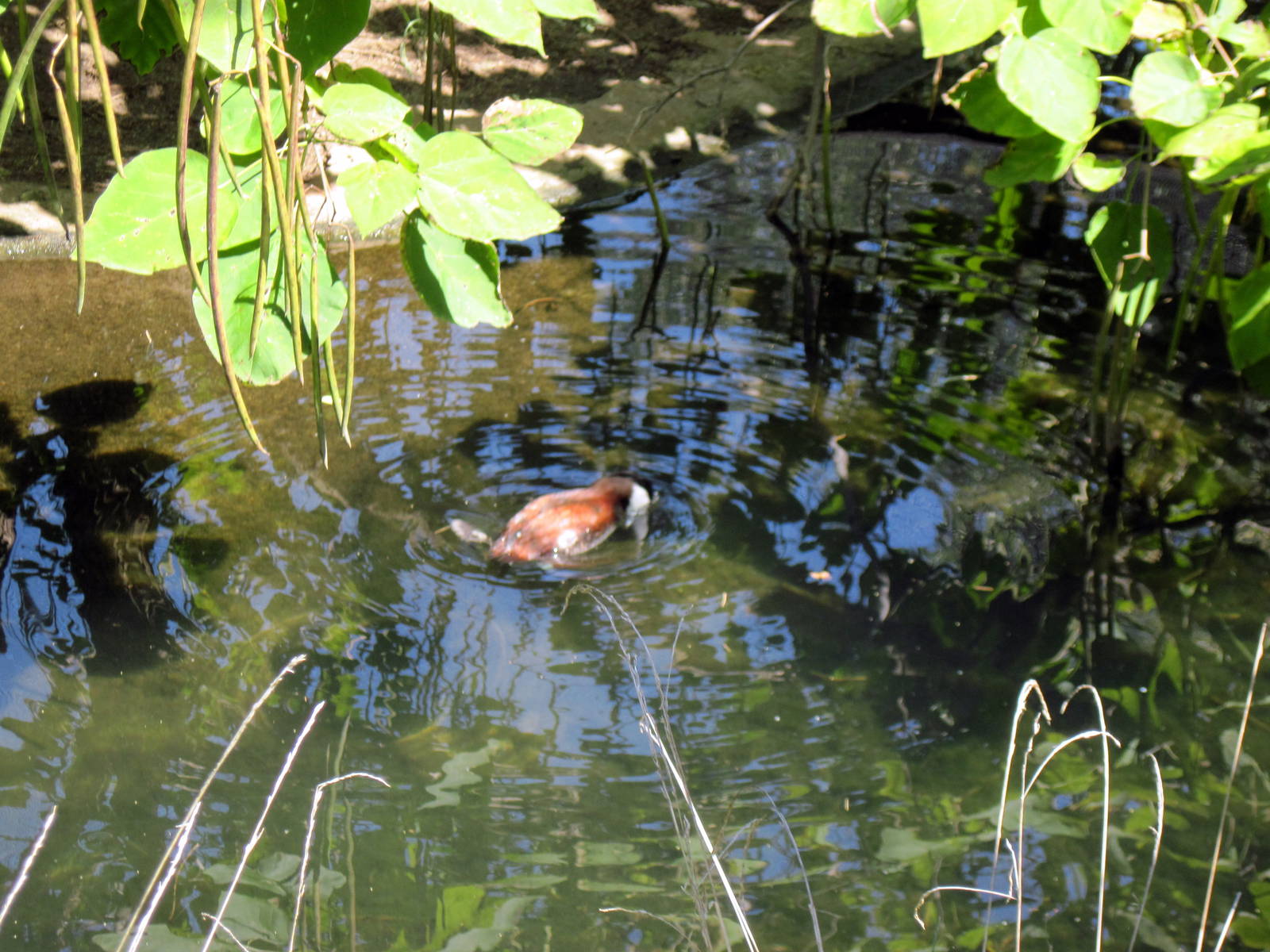 South America-North American Ruddy Duck