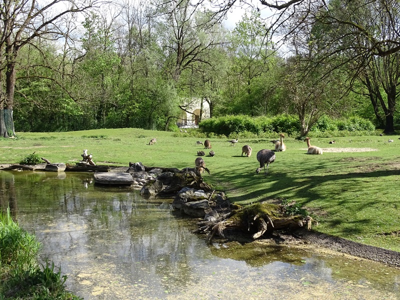 South America paddock