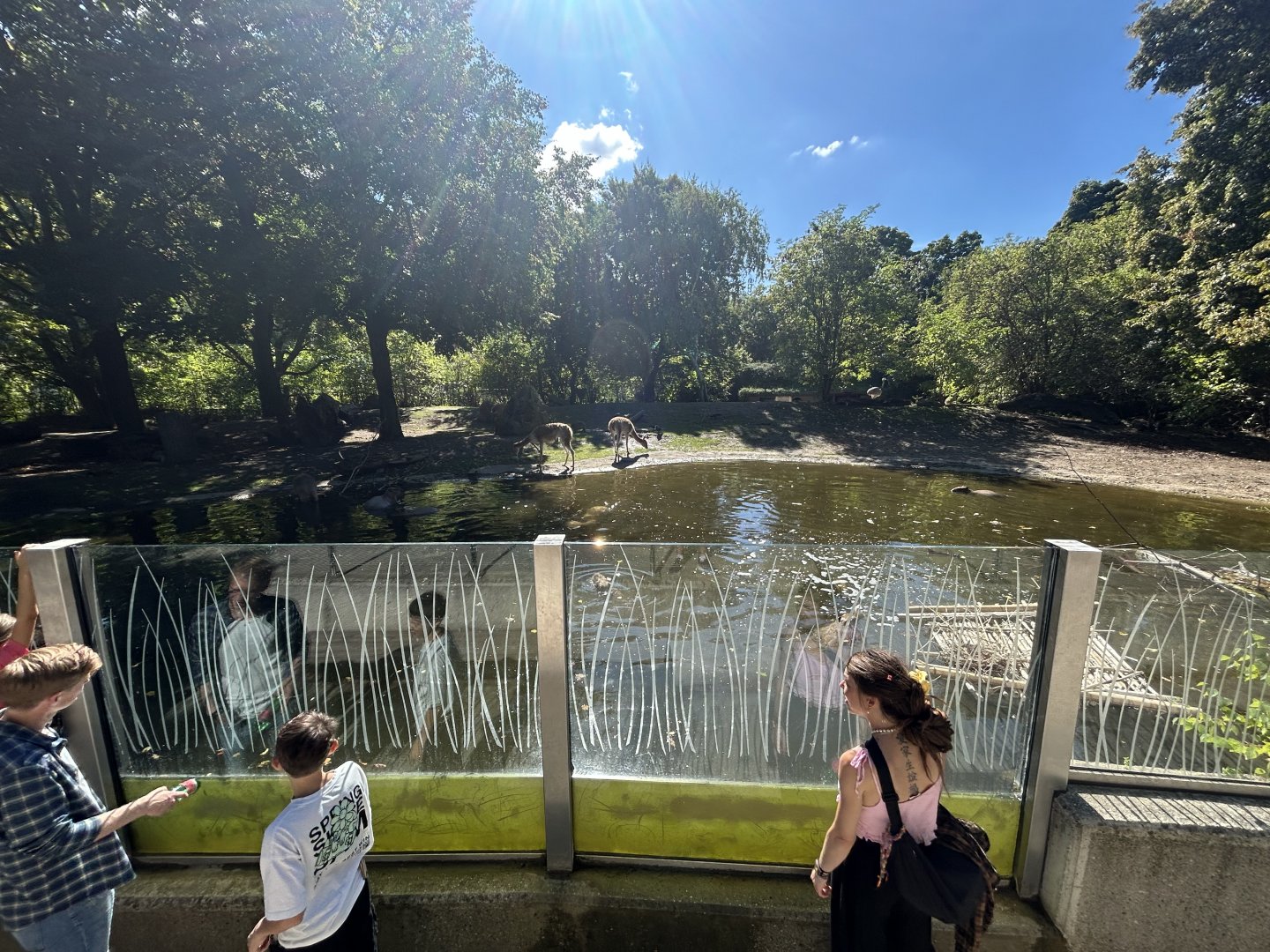 South America Pampas Exhibit (5 Species)