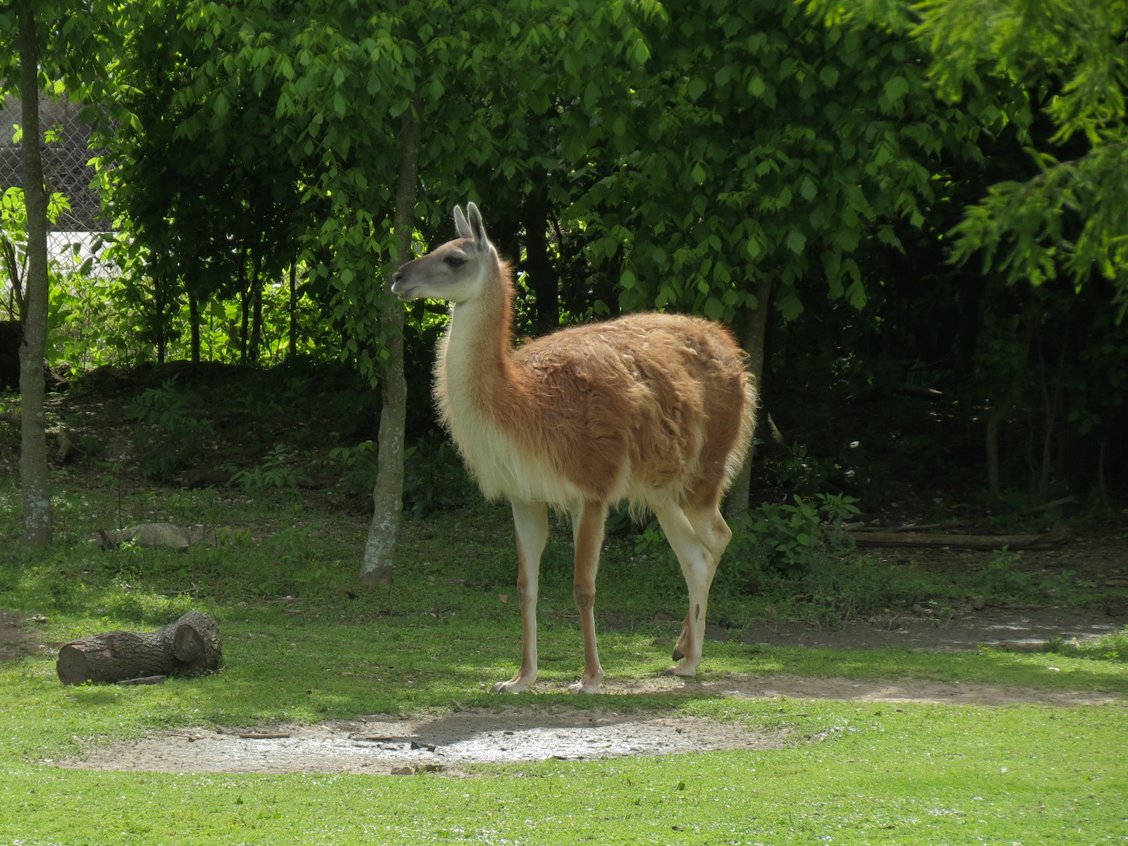 South America Pampas - Mixed Species Exhibit - Guanaco