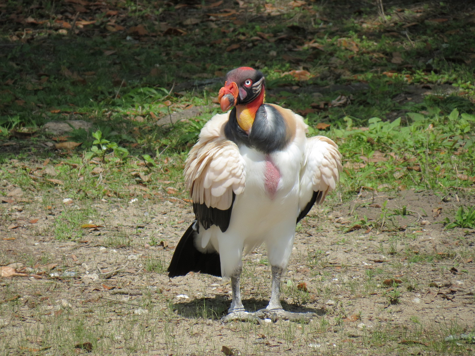 South America Pampas - Mixed Species Exhibit - King Vulture