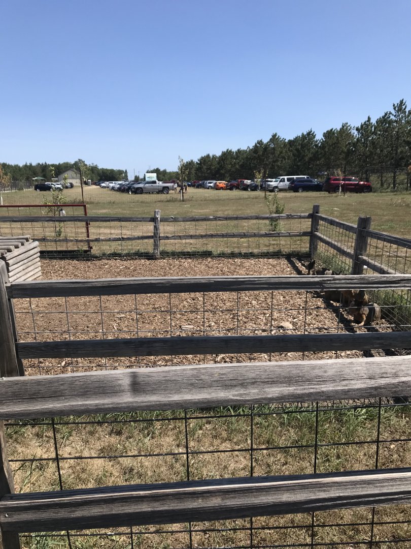 “South America”- Patagonian Mara exhibit