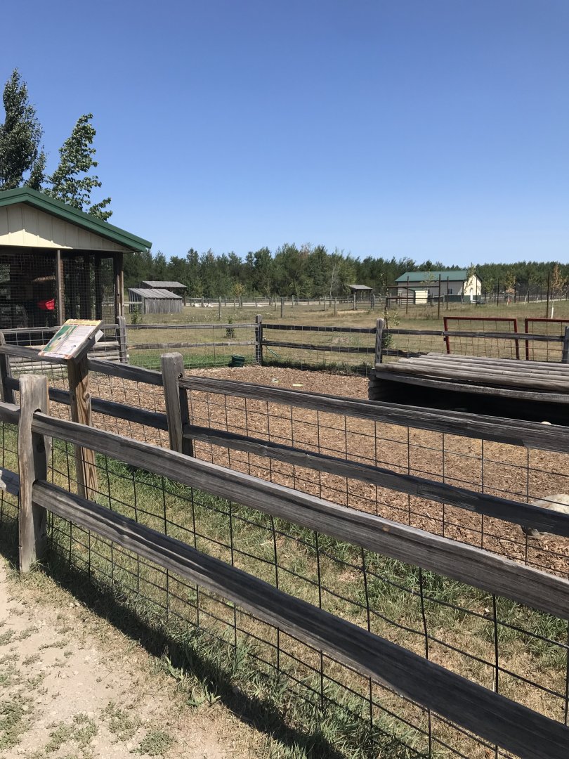 “South America”- Patagonian Mara exhibit