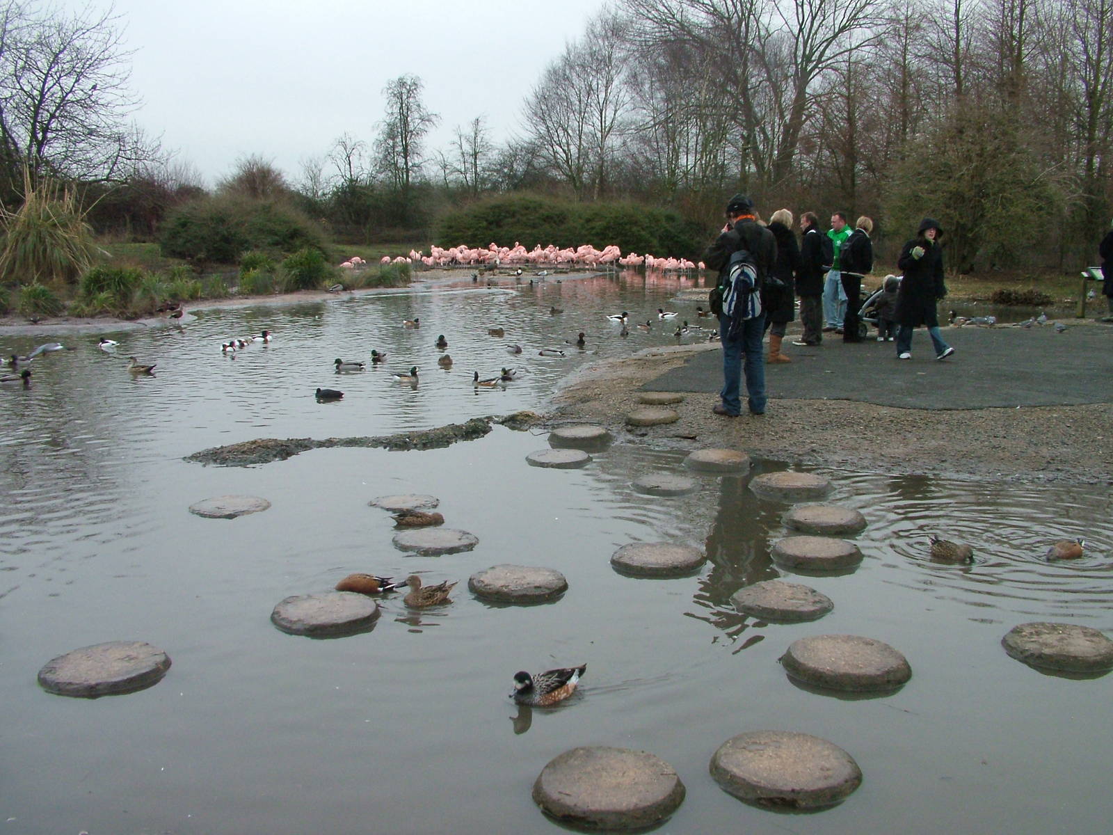 South America pen at Slimbridge 06/02/10