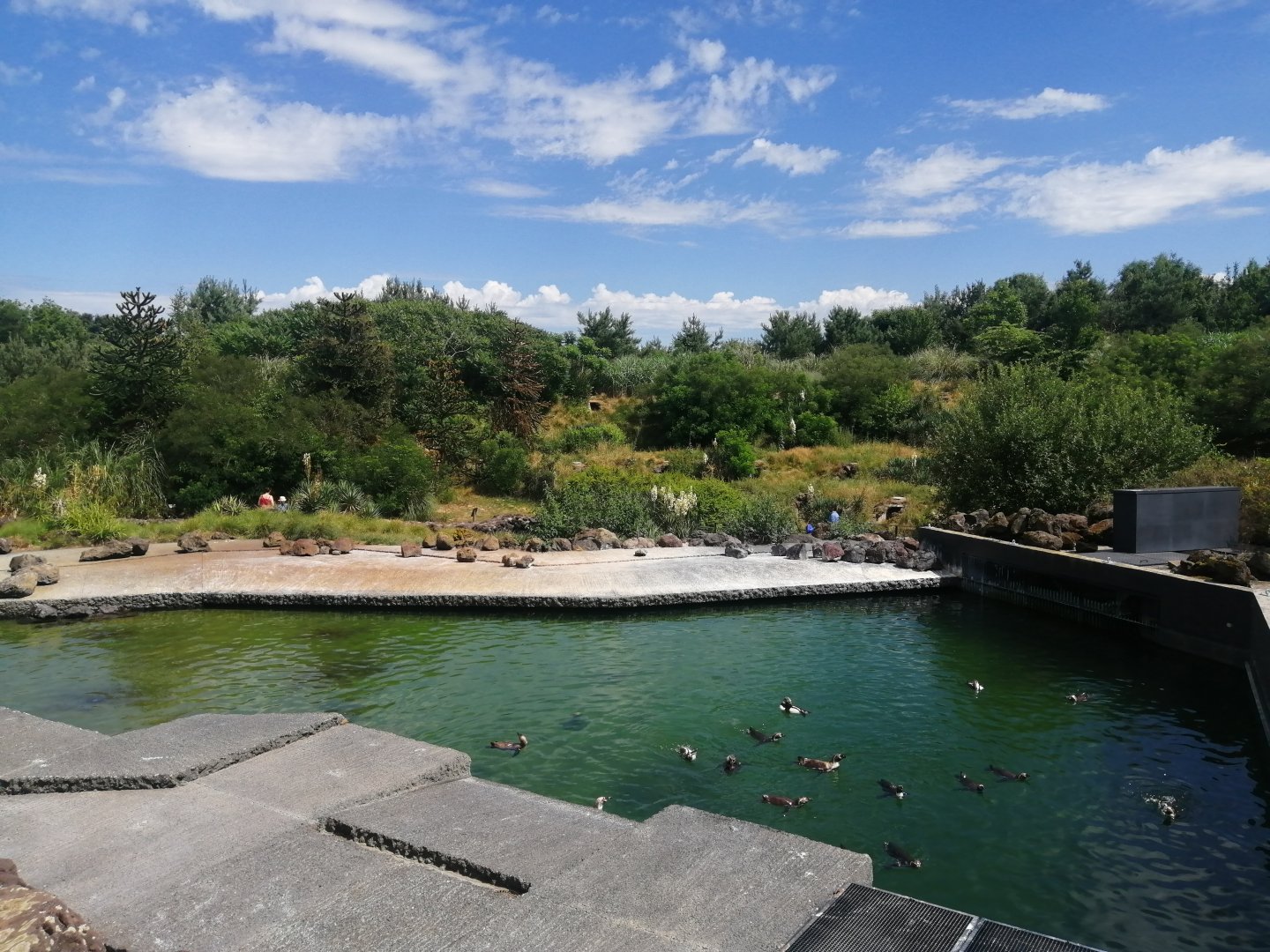 South America - Penguin Cove