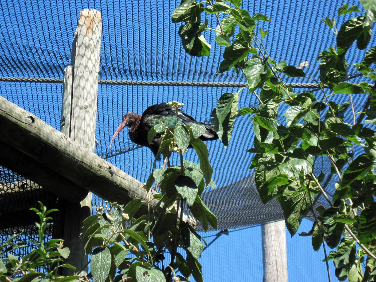 South America-Puna Ibis