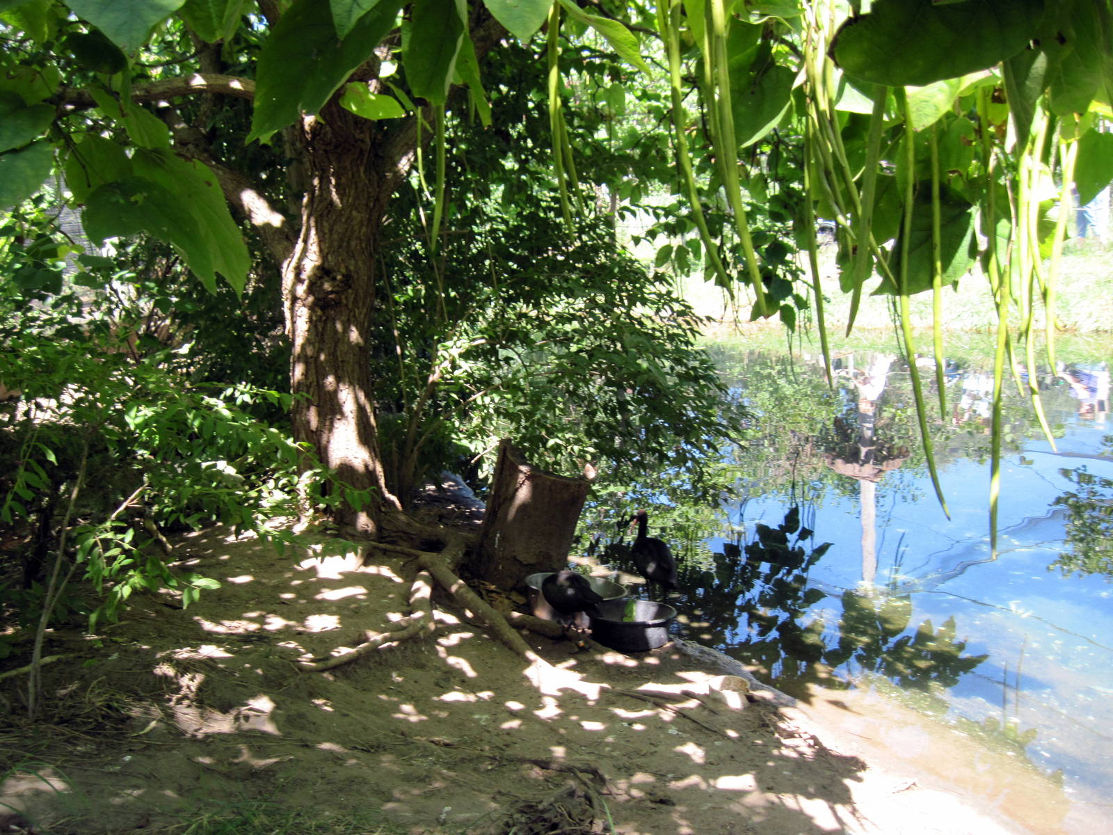 South America-Puna Ibises