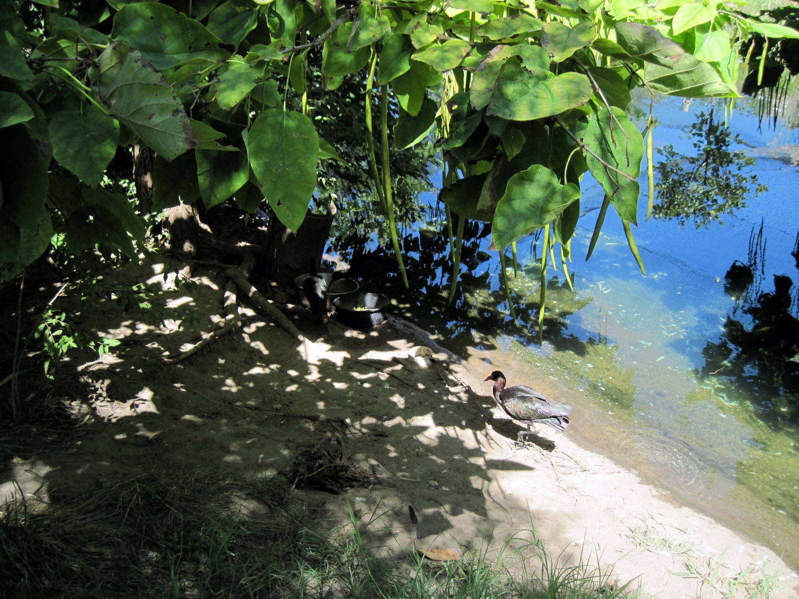 South America-Puna Ibises