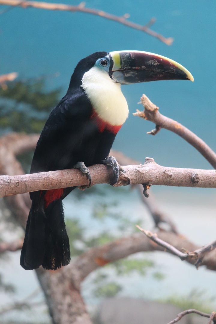 South America - Red-Billed Toucan