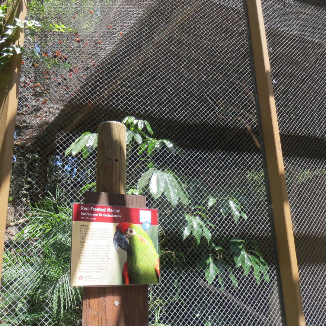 South America - Red Fronted Macaw Exhibit
