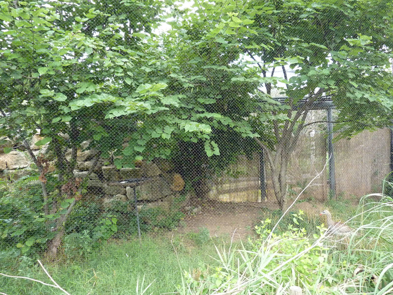South America - Red-Legged Seriema Exhibit